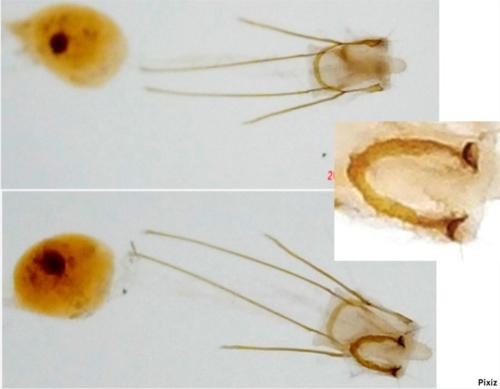 Réf. 353 499 : Scythris potentillella